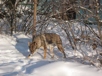 Dog Photo