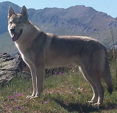 Dog Photo