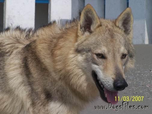 Dog Photo