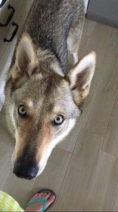 Dog Photo