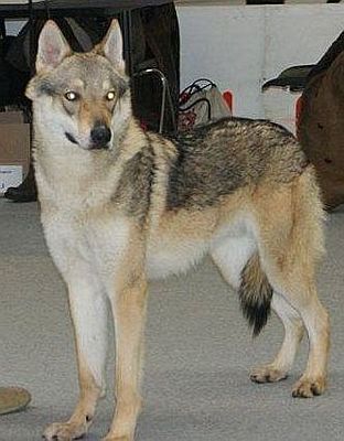 Dog Photo
