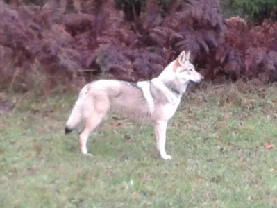 Dog Photo