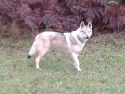 Dog Photo