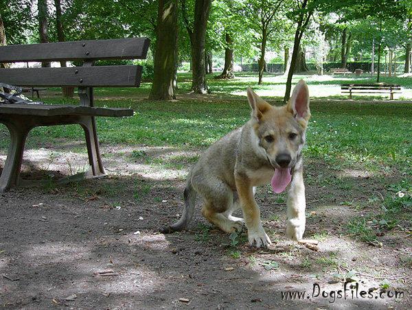 Dog Photo