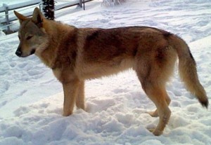 Dog Photo