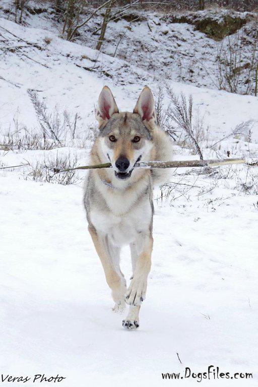 Dog Photo
