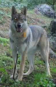 Dog Photo