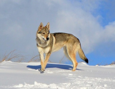 Dog Photo