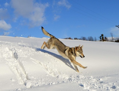 Dog Photo