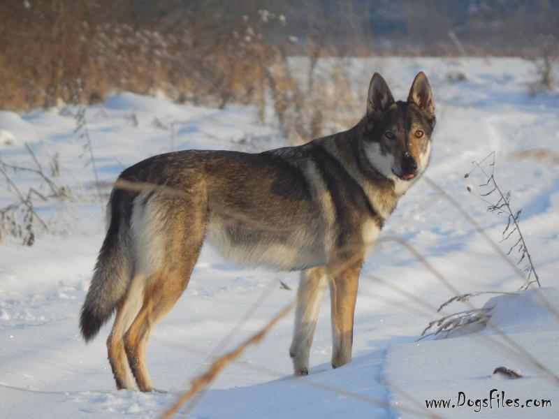 Dog Photo