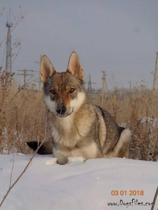 Dog Photo