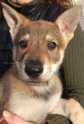 Dog Photo