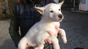 Dog Photo