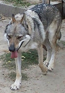 Dog Photo