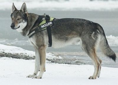 Dog Photo