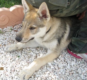 Dog Photo