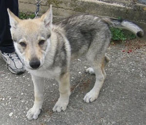 Dog Photo