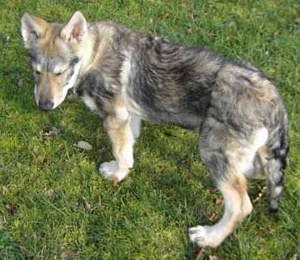 Dog Photo
