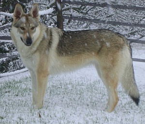 Dog Photo