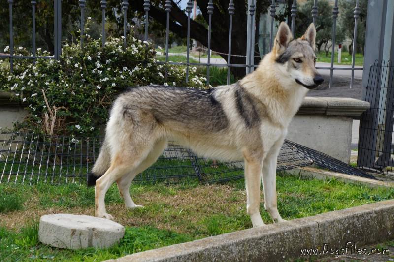 Dog Photo