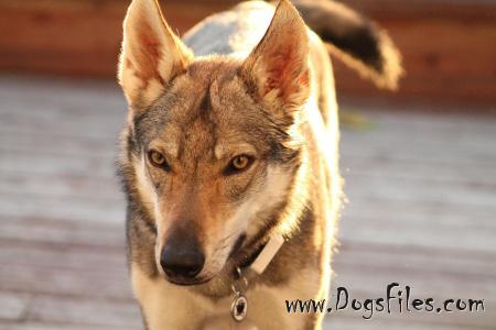 Dog Photo