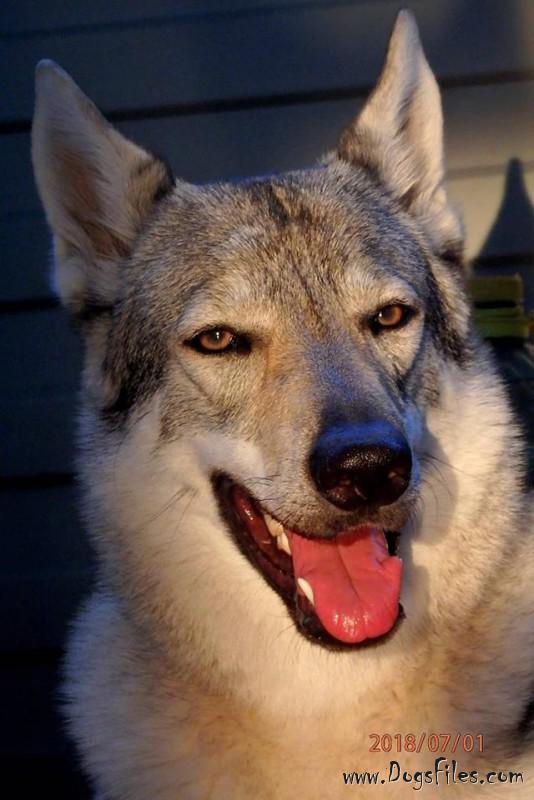 Dog Photo