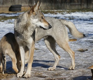 Dog Photo