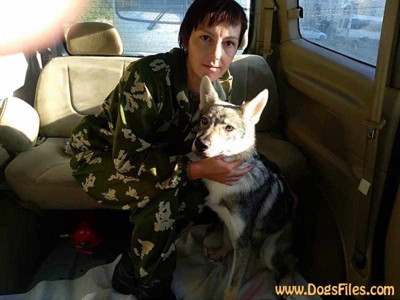 Dog Photo