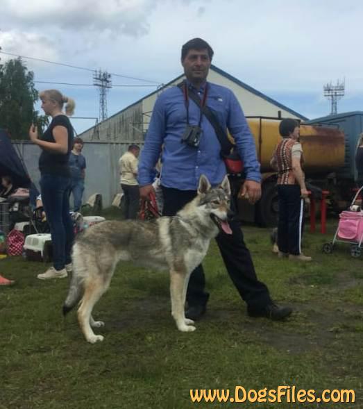 Dog Photo