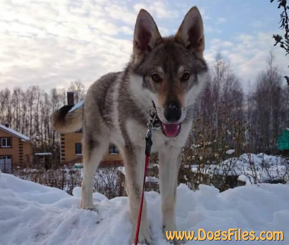 Dog Photo