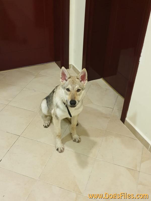 Dog Photo