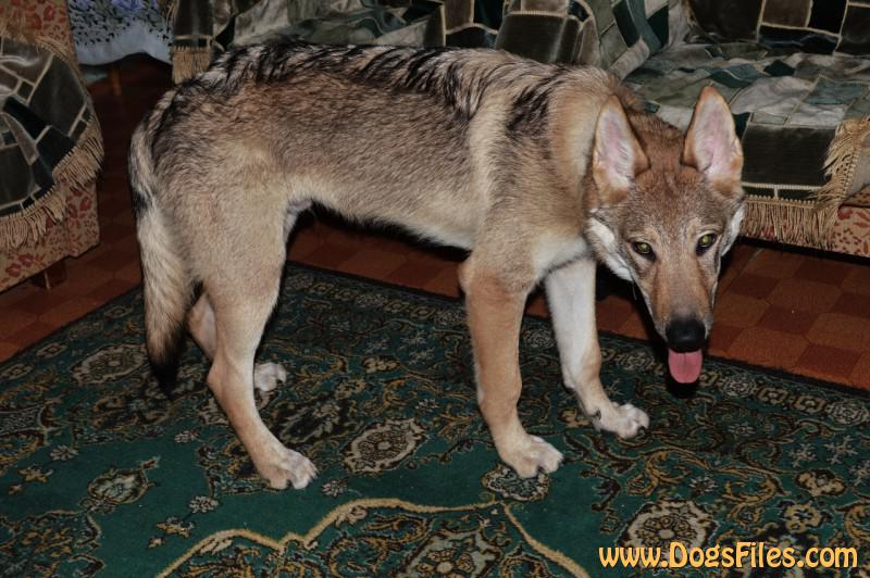 Dog Photo