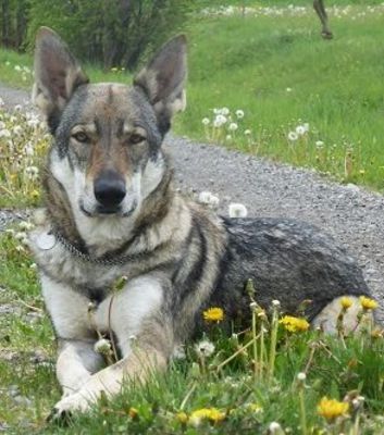 Dog Photo