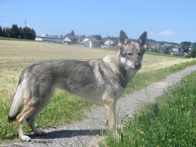 Dog Photo
