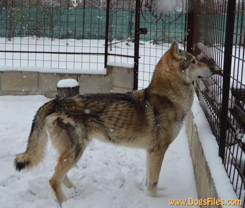 Dog Photo