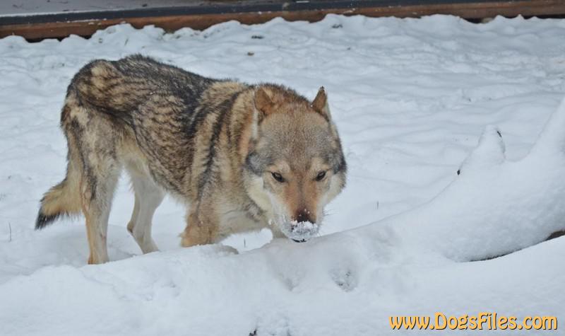 Dog Photo