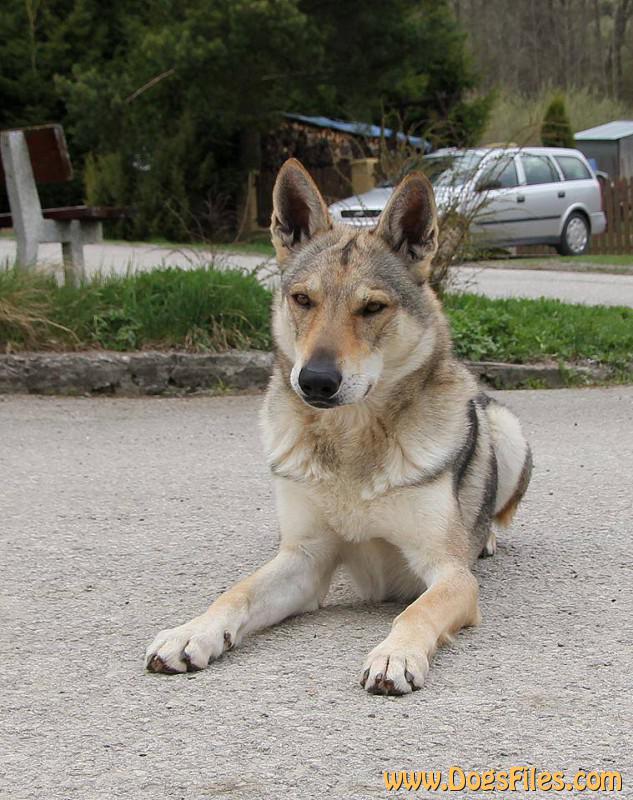 Dog Photo