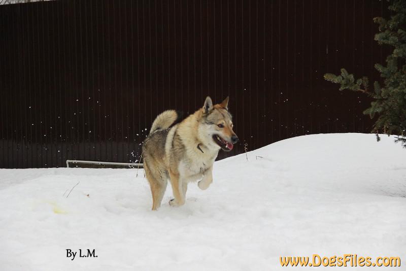 Dog Photo