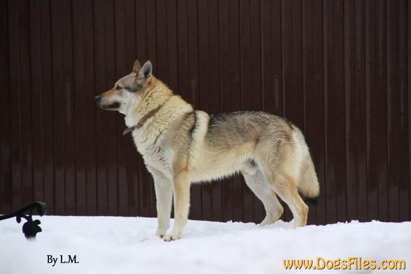 Dog Photo