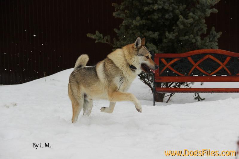Dog Photo
