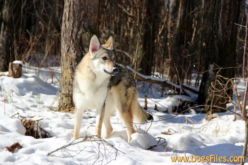 Dog Photo