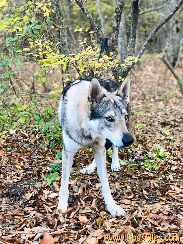 Dog Photo