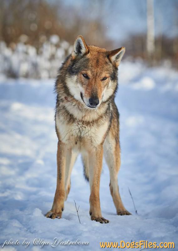 Dog Photo
