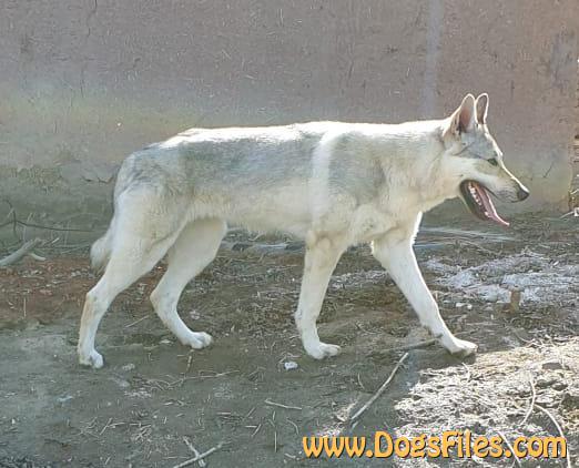 Dog Photo