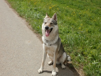 Dog Photo