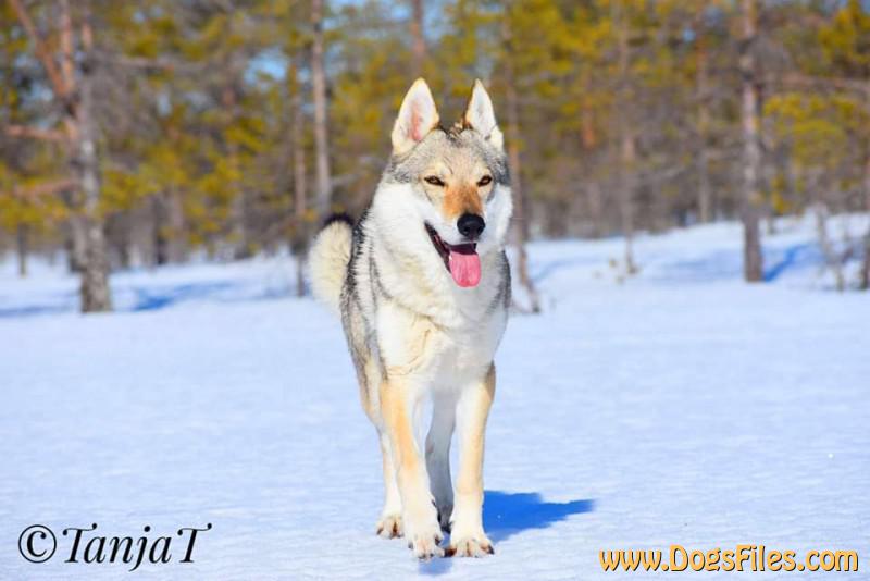 Dog Photo