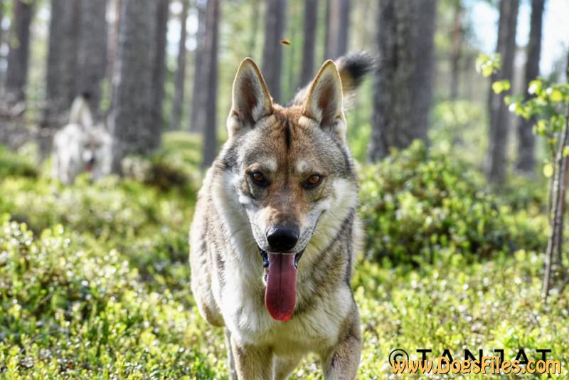 Dog Photo