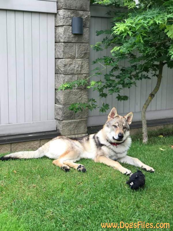 Dog Photo