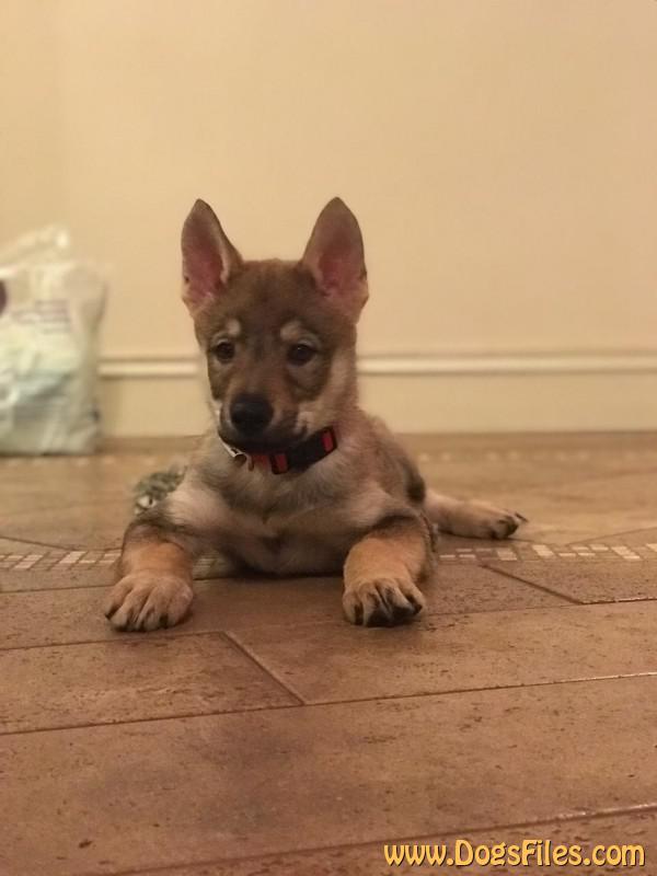 Dog Photo