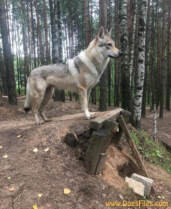 Dog Photo
